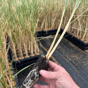 Ammophila breviligulata- American Beach Grass