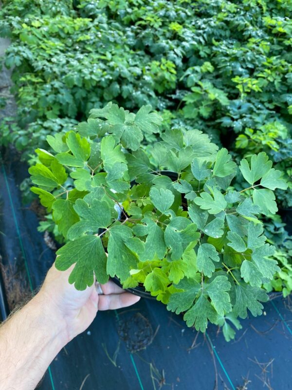 Aquilegia canadensis- Columbine - Image 3