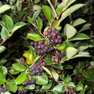 Aronia melanocarpa- Black Chokeberry