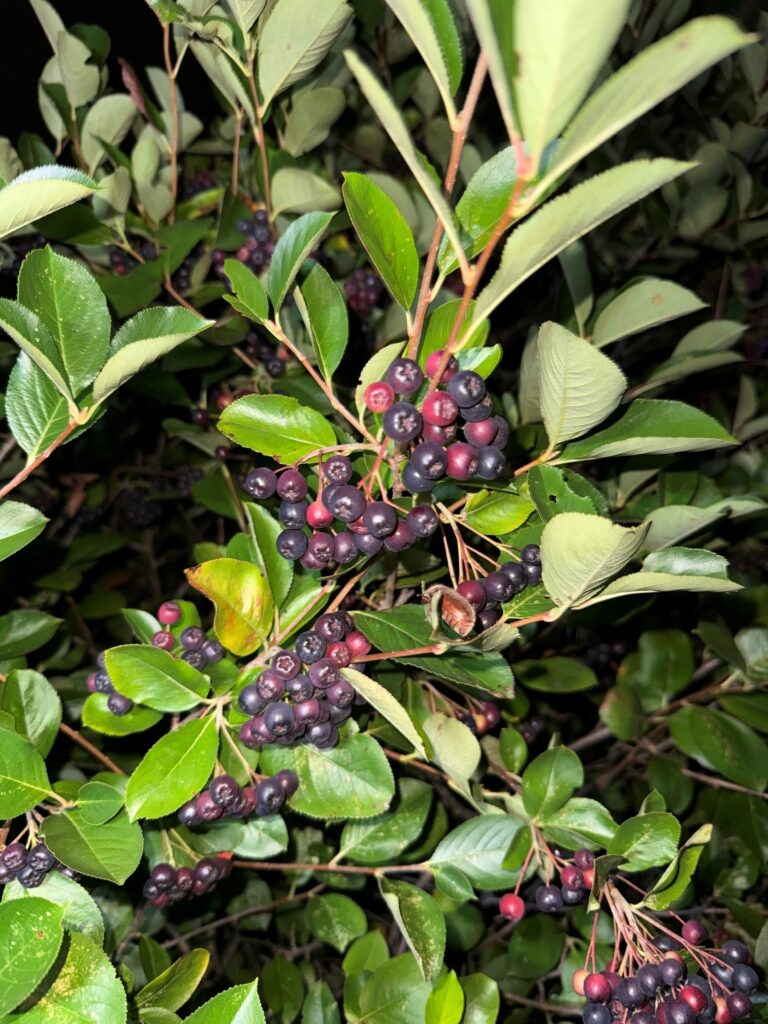 aronia melanocarpa