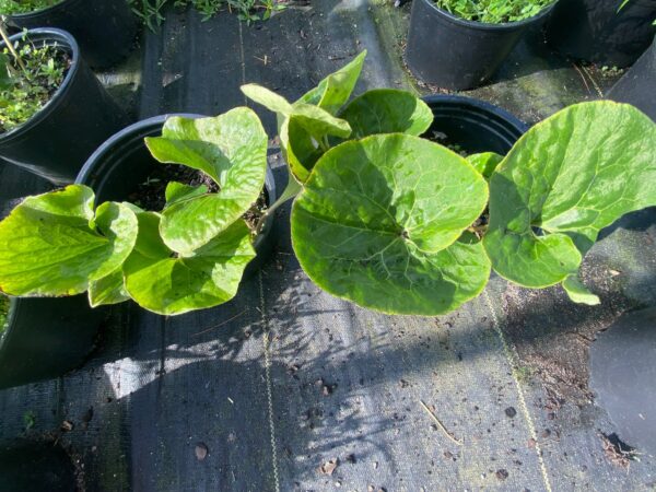 Asarum canadense- Wild Ginger - Image 2