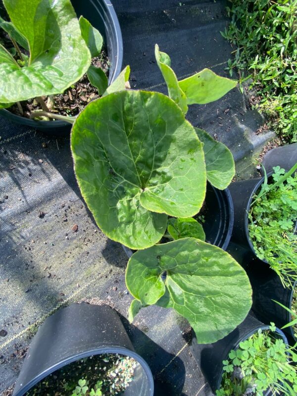 Asarum canadense- Wild Ginger - Image 3