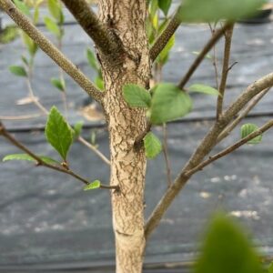 Betula nigra- River Birch