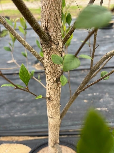 River Birch Clump Trees (Betula nigra)