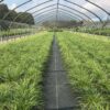 Carex pensylvanica- Pennsylvania Sedge - Image 2