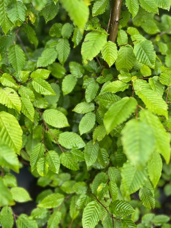 Carpinus caroliniana - American Hornbeam - Image 2