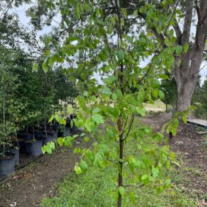Carpinus caroliniana- American Hornbeam