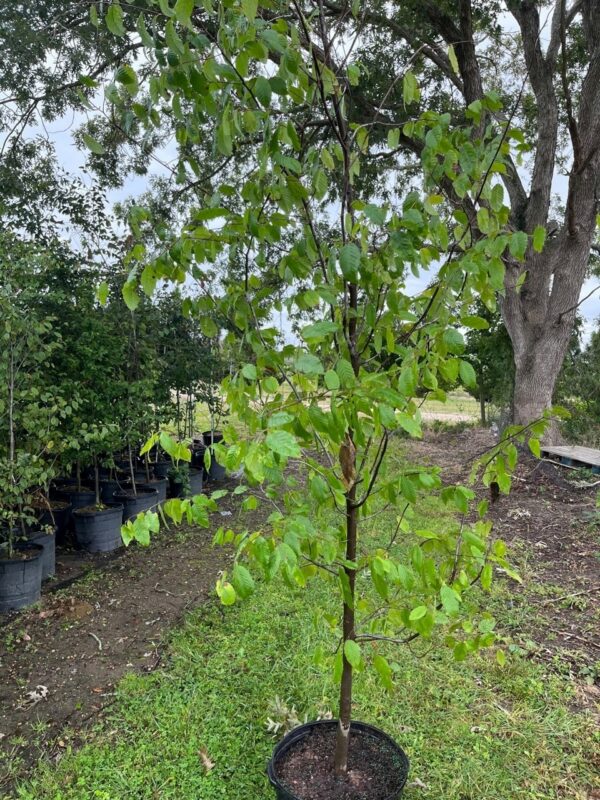 Carpinus caroliniana - American Hornbeam - Image 3