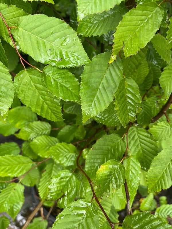 Carpinus caroliniana - American Hornbeam - Image 4