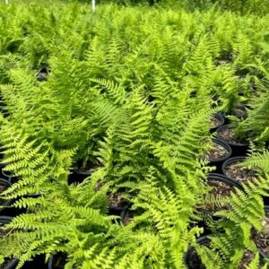 Dennstaedtia punctiloba- Hay Scented Fern