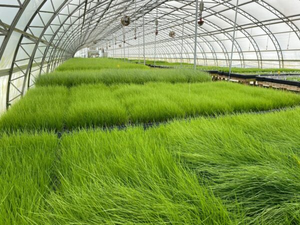 Deschampsia cespitosa- Tufted Hair Grass
