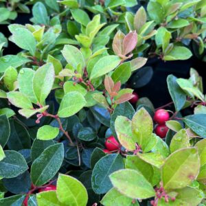 Gaultheria pro. 'Cherry Berries'- American Wintergreen