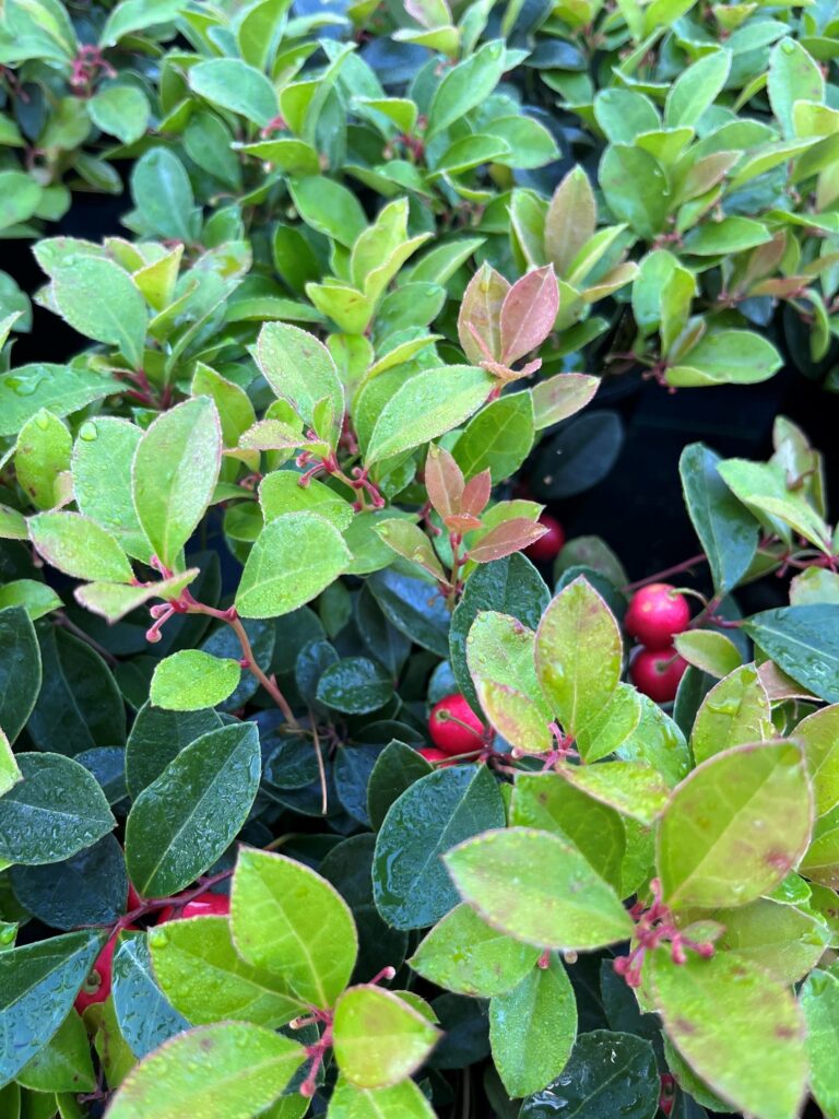 gaultheria cherry berries2