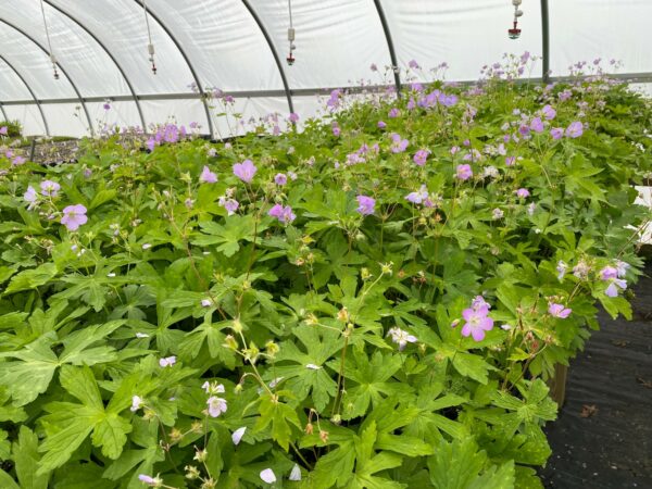 Geranium maculatum- Spotted Geranium - Image 3