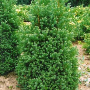 Altantic White Cedar - Chamaecyparis thyoides