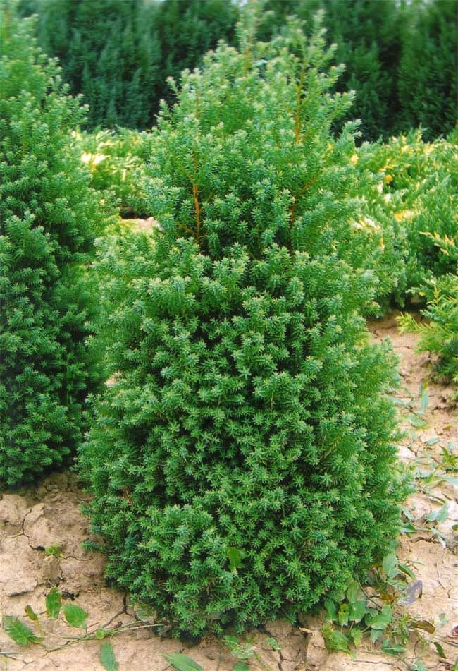 Altantic White Cedar - Chamaecyparis thyoides