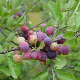 Beach Plum - Prunus maritima