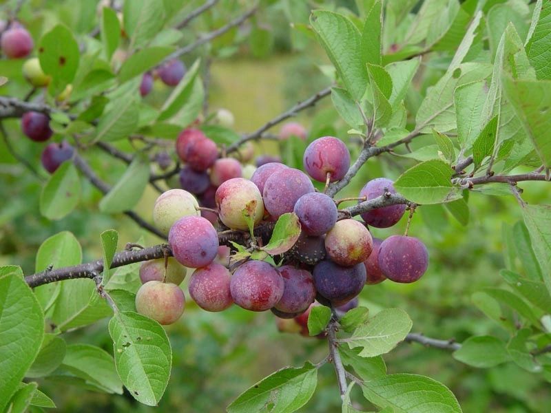 Beach Plum - Prunus maritima