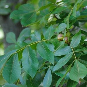 Mockernut Hickory - Carya tomentosa