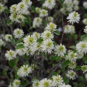 Mount Airy Fothergilla - Fothergilla Mt. Airy