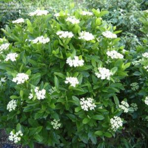 Nannyberry - Viburnum lentago