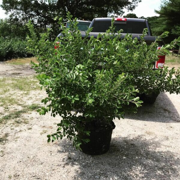 Beach Plum - Prunus maritima