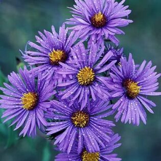 New England Aster - Aster novae