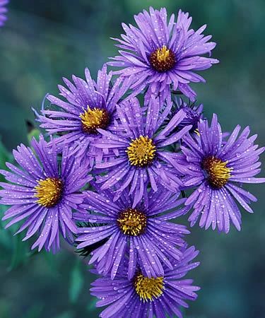 New England Aster - Aster novae