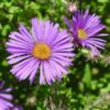 New York Aster - Aster novi