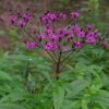 New York Ironweed - Vernonia noveboracensis