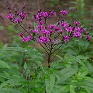 New York Ironweed - Vernonia noveboracensis