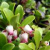 Bearberry - Arctostaphylos uva-ursi