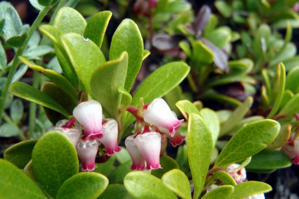 Bearberry - Arctostaphylos uva-ursi