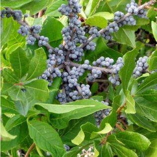 Northern Bayberry - Morella (Myrica) pensylvanica