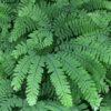 Northern Maidenhair Fern - Adiantum pedatum