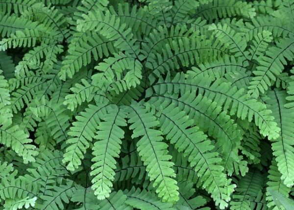 Northern Maidenhair Fern - Adiantum pedatum
