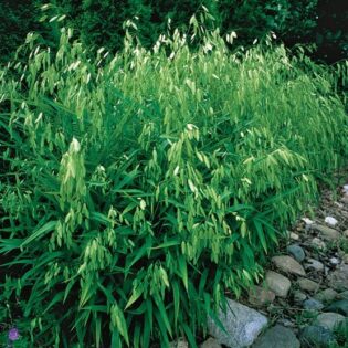 Northern Sea Oats - Chasmanthium latifolium