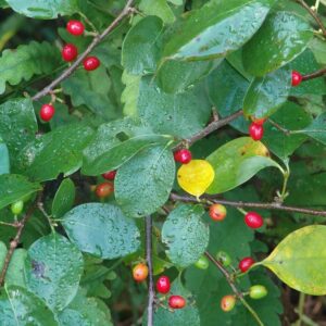 Northern Spice Bush - Lindera benzoin