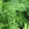 Ostrich Fern - Matteuccia struthiopteris