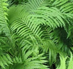 Ostrich Fern - Matteuccia struthiopteris