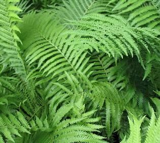 Ostrich Fern - Matteuccia struthiopteris