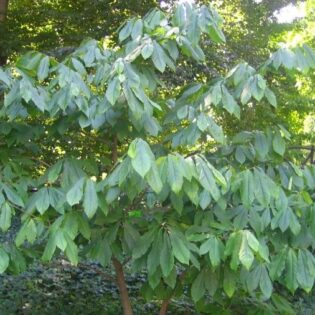 Pawpaw - Asimina triloba