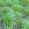 Pennsylvania Sedge - Carex pennsylvanica