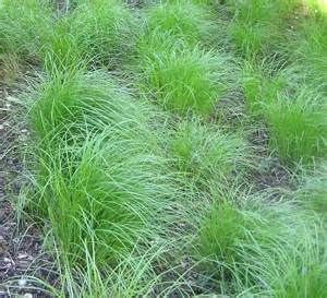 Pennsylvania Sedge - Carex pennsylvanica