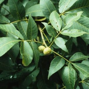 Pignut Hickory - Carya glabra