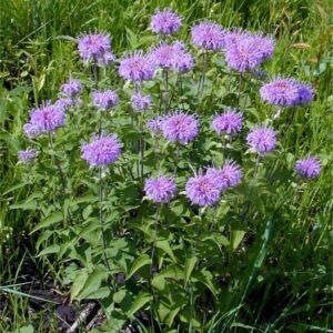 Bee Balm - Monarda fistulosa