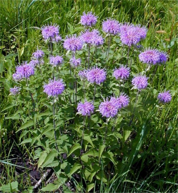 Bee Balm - Monarda fistulosa