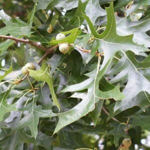 Pin Oak - Quercus palustris