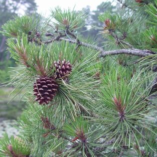 Pitch Pine - Pinus rigida