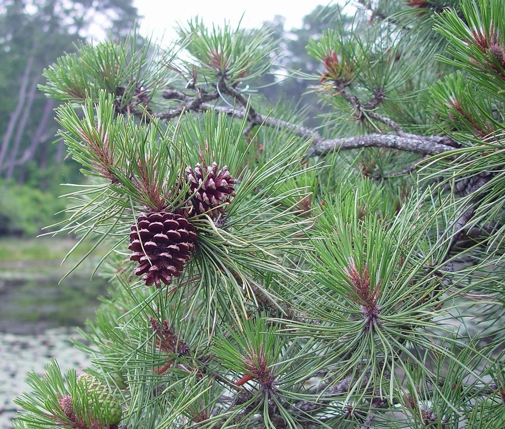 Pitch Pine - Pinus rigida